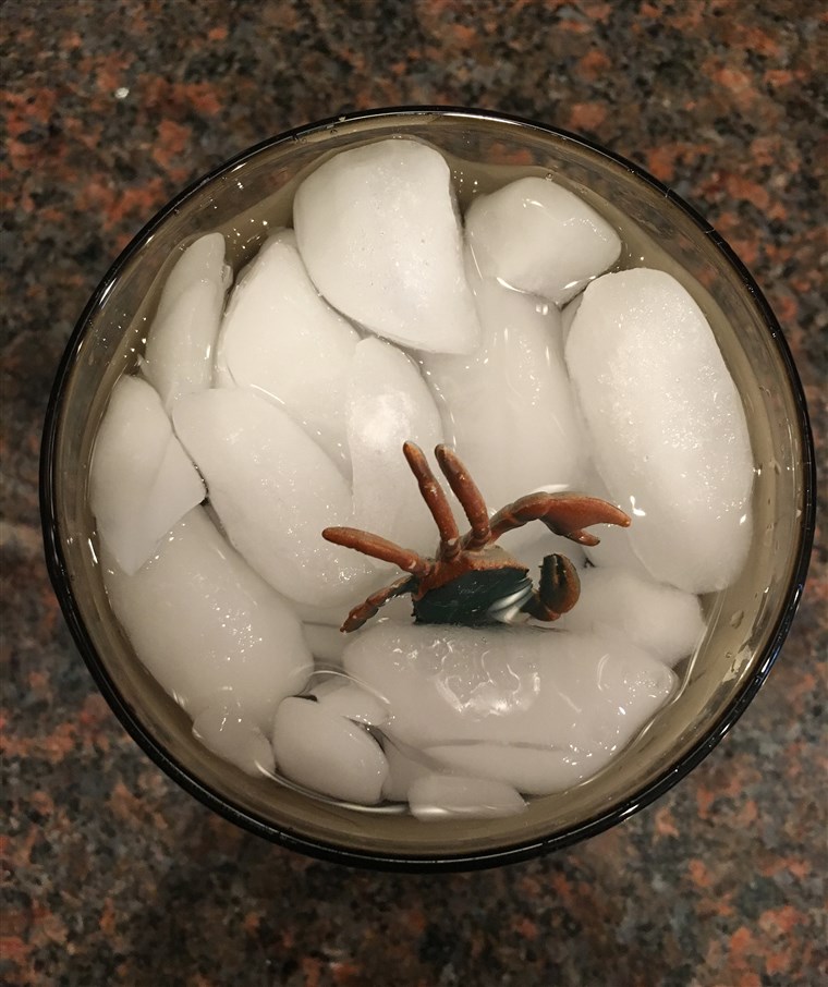 Insekt in Ice