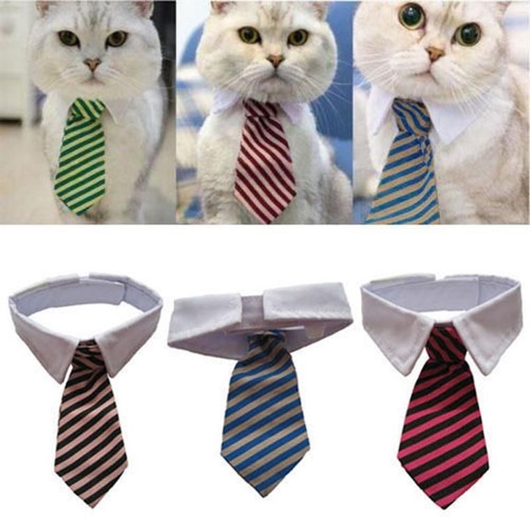 Helovinas costumes for cats are popular. This business tie option is a simple but effective choice.