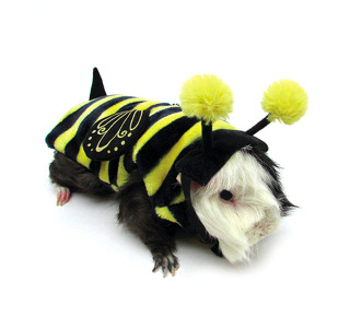 Mažas pets like guinea pigs can celebrate Halloween too with fun, cute costumes