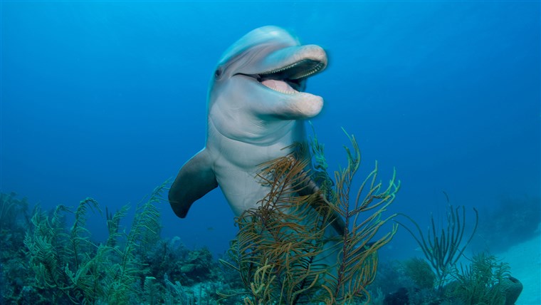 делфин underwater