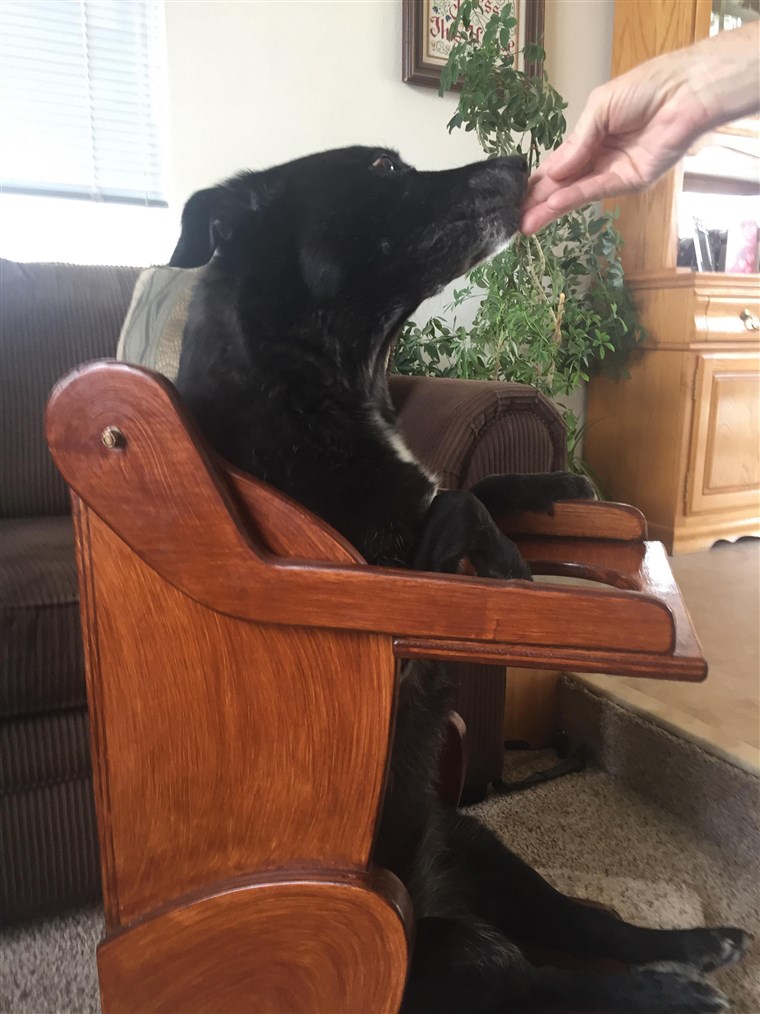 câine with esophageal disorder leaps into dog-shaped high chair for her meal