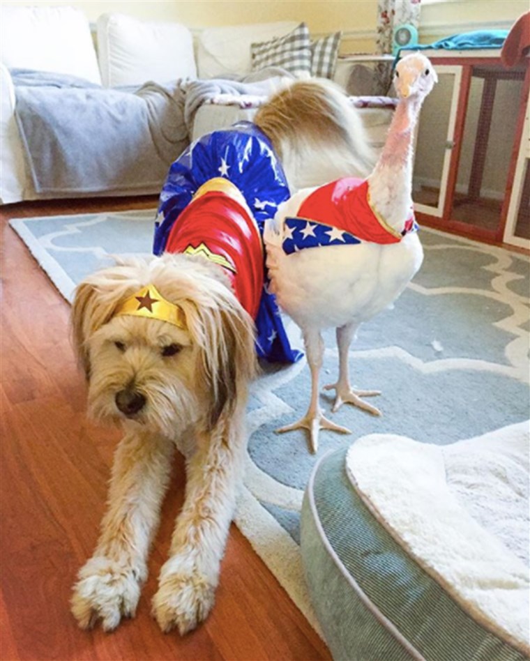 Salvare dog and rescue turkey are the best of friends