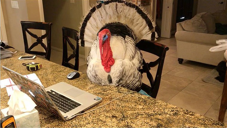 Albertas the turkey rescued from meat farm is now living a comfortable life