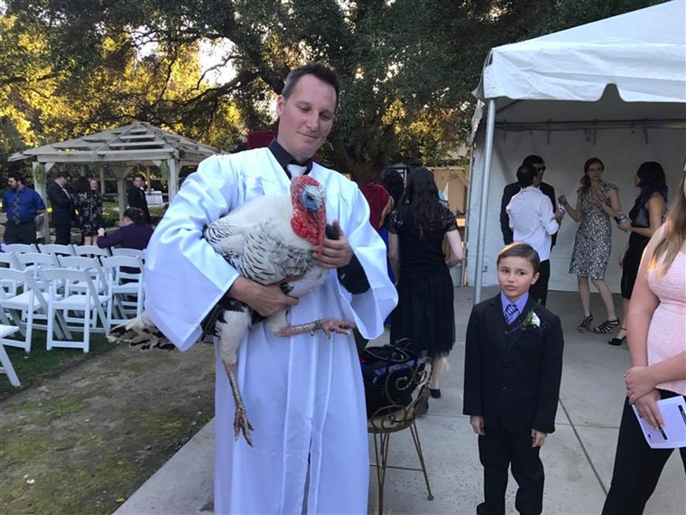 Turkija rescued from meat farm becomes wedding guest of honor