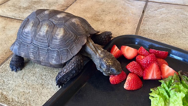 Animal de companie turtle owned by Minnesota woman for 56 years eats strawberries and turtles