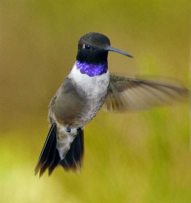А mature male black-chinned hummingbird resides in Sedona, Ariz., from March through September, then migrates to its winter home in southern Mexico.