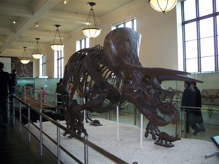 Dinozaur inside the American Museum of Natural History in New York City, New York