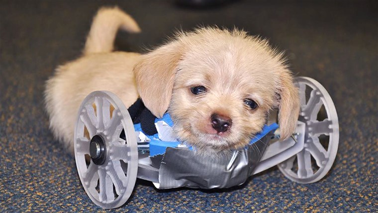 Јер this little guy is so small, adustments need to be made to his new wheels. — with Karen Pilcher.