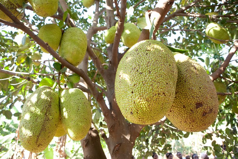 jackfruit grows in Buwanyanga Village - Sironko, Eastern Uganda, East Africa.